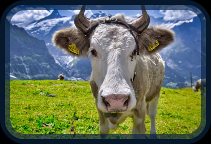 In this example, we add a thick, rounded border that resembles the frame of an old television. The alpine cow appears to be looking at us through the curved TV screen, turning an ordinary animal photo into a playful retro scene. The semi-transparent border is 20 pixels wide and uses center mode. (Source: Pexels.)