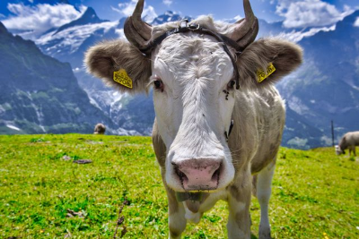 In this example, we add a thick, rounded border that resembles the frame of an old television. The alpine cow appears to be looking at us through the curved TV screen, turning an ordinary animal photo into a playful retro scene. The semi-transparent border is 20 pixels wide and uses center mode. (Source: Pexels.)