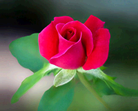 This example encodes a 200x160 16-bit bitmap of a red rose to base64 with Data URL prefix.