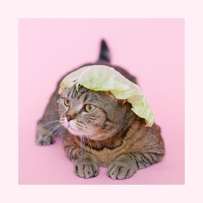 This example adds padding inside the bitmap and preserves its original dimensions. The pale frame makes a slightly funny photograph of a cat wearing a cabbage leaf look like a unique framed work of art. The square padding is 36 pixels wide. (Source: Pexels.)
