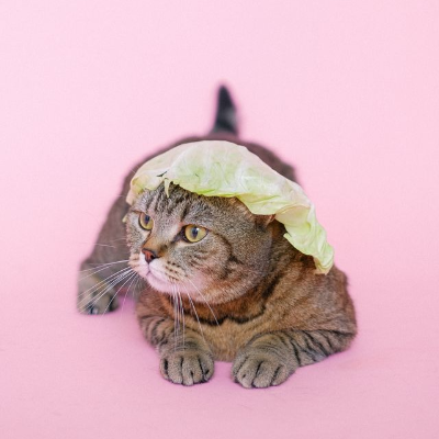 This example adds padding inside the bitmap and preserves its original dimensions. The pale frame makes a slightly funny photograph of a cat wearing a cabbage leaf look like a unique framed work of art. The square padding is 36 pixels wide. (Source: Pexels.)