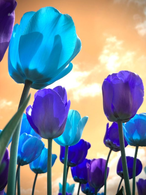 In this example, we apply a less common BGR-to-GRB channel conversion to a BMP photo of colorful tulips. The converter reads each source triplet as blue, green, and red, then writes the same components in green, red, and blue order. This cyclic shift changes the cyan and blue petals to vivid lime and green and turns the warm orange sky violet. (Source: Pexels.)