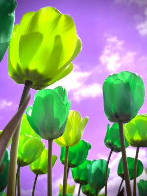 In this example, we apply a less common BGR-to-GRB channel conversion to a BMP photo of colorful tulips. The converter reads each source triplet as blue, green, and red, then writes the same components in green, red, and blue order. This cyclic shift changes the cyan and blue petals to vivid lime and green and turns the warm orange sky violet. (Source: Pexels.)