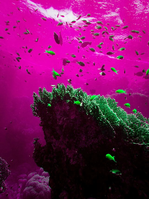 In this example, we select BRG as the new channel order for an underwater bitmap. Moving blue into the first position, red into the second, and green into the third turns the light-blue ocean pink and changes the red tropical fish to lime green. The black shadow areas of the coral reef remain unchanged because black has equal red, green, and blue values of zero. The same is true for every grayscale tone: as its three channel values are equal, rearranging them produces exactly the same color. (Source: Pexels.)