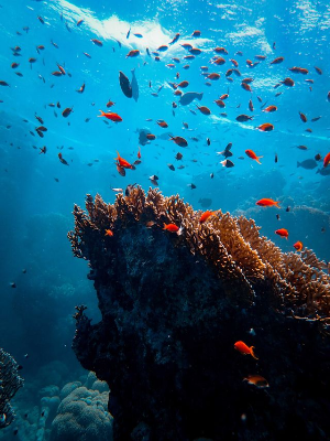 In this example, we select BRG as the new channel order for an underwater bitmap. Moving blue into the first position, red into the second, and green into the third turns the light-blue ocean pink and changes the red tropical fish to lime green. The black shadow areas of the coral reef remain unchanged because black has equal red, green, and blue values of zero. The same is true for every grayscale tone: as its three channel values are equal, rearranging them produces exactly the same color. (Source: Pexels.)