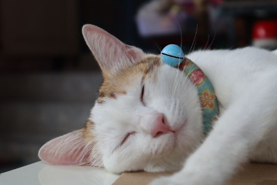 In this example, we pixelate the eye area in a cat photo to hide the cat's facial expression and make it hard to tell whether the eyes are open or closed. We use large pixelation blocks that are 30 pixels wide and tall. The effect is applied inside a rectangular region, and we rotate this region by 66 degrees so it follows the diagonal line across the cat's face. (Source: Pexels.)