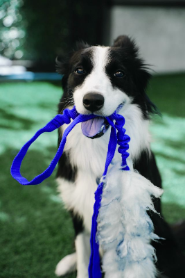 In this example, we convert a dog photo from BGR channel order to RGB. The black-and-white dog looks almost unchanged because grayscale pixels have equal or nearly equal red, green, and blue values. The grass also changes only slightly because green remains the middle component in both BGR and RGB. The leash makes the channel swap easy to see because it appears blue in BGR order and returns to bright red in RGB order. (Source: Pexels.)