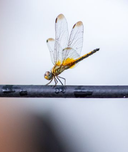 In this example, we turn a horizontal dragonfly BMP photo into a vertical one by cropping its sides. We start the crop 116 pixels from the left and set its width to 250 pixels. The top position and height are left empty, so the crop begins at the top and automatically extends to the bottom edge of the bitmap. (Source: Pexels.)