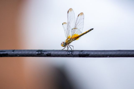 In this example, we turn a horizontal dragonfly BMP photo into a vertical one by cropping its sides. We start the crop 116 pixels from the left and set its width to 250 pixels. The top position and height are left empty, so the crop begins at the top and automatically extends to the bottom edge of the bitmap. (Source: Pexels.)