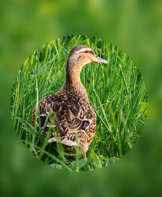 In this example, we blur the area outside the selection instead of blurring the area inside it. We create a perfectly round 280-by-280 pixel circle and center it on a duck sitting in the grass. The duck stays sharp, while the surrounding grass becomes softly blurred, creating an avatar-style focus effect. (Source: Pexels.)