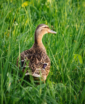 In this example, we blur the area outside the selection instead of blurring the area inside it. We create a perfectly round 280-by-280 pixel circle and center it on a duck sitting in the grass. The duck stays sharp, while the surrounding grass becomes softly blurred, creating an avatar-style focus effect. (Source: Pexels.)