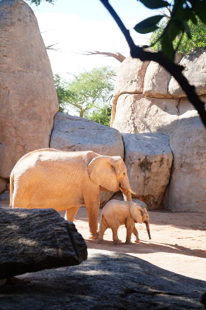 In this example, we reduce a full-color elephant photo to a 1-bit black-and-white BMP. Each pixel uses just one bit, allowing eight pixels to fit into a single byte and reducing the file size from 387 KB to just 18 KB. Sierra dithering arranges black and white pixels into fine patterns that keep the elephants and surrounding zoo details recognizable. (Source: Pexels.)