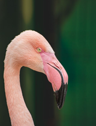 In this example, we horizontally flip a close-up BMP portrait of a pink flamingo. In the original image, the flamingo was looking to the left, but after the flip, it looks to the right. Its head and curved neck retain their vertical position while their left-to-right orientation is reversed. (Source: Pexels.)