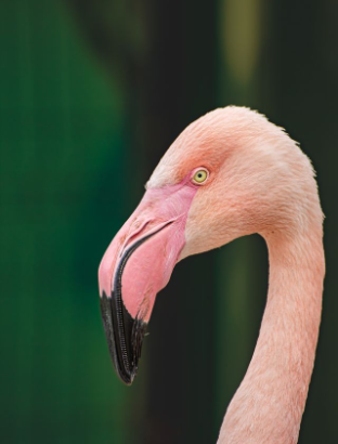 In this example, we horizontally flip a close-up BMP portrait of a pink flamingo. In the original image, the flamingo was looking to the left, but after the flip, it looks to the right. Its head and curved neck retain their vertical position while their left-to-right orientation is reversed. (Source: Pexels.)