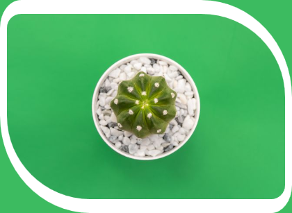 In this example, we add a decorative margin with an unusual shape, uneven side widths, and asymmetrical corner rounding. The corner fill matches the background of the cactus photo, making the margin blend into the scene and form a distinctive ornamental edge. Its widths vary between 10 and 20 pixels, with alternating corner radii. (Source: Pexels.)
