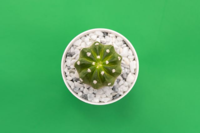 In this example, we add a decorative margin with an unusual shape, uneven side widths, and asymmetrical corner rounding. The corner fill matches the background of the cactus photo, making the margin blend into the scene and form a distinctive ornamental edge. Its widths vary between 10 and 20 pixels, with alternating corner radii. (Source: Pexels.)