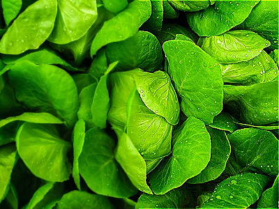 In this example, we sharpen only the right half of a bitmap photo of green lettuce leaves. To do this, we start the sharpening region at the center of the image, at position 200, 0, and leave the width and height fields empty, letting the program automatically extend the effect area to the right and bottom edges. We use a high sharpness value of 130%, which makes the leaf veins and fine fibers much more pronounced, while the left half remains unchanged for an easy side-by-side comparison. (Source: Pexels.)