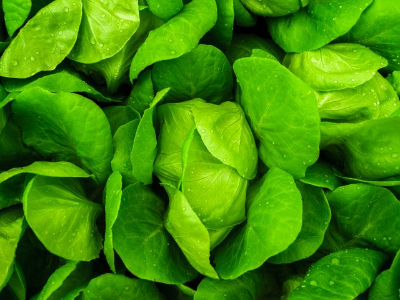 In this example, we sharpen only the right half of a bitmap photo of green lettuce leaves. To do this, we start the sharpening region at the center of the image, at position 200, 0, and leave the width and height fields empty, letting the program automatically extend the effect area to the right and bottom edges. We use a high sharpness value of 130%, which makes the leaf veins and fine fibers much more pronounced, while the left half remains unchanged for an easy side-by-side comparison. (Source: Pexels.)