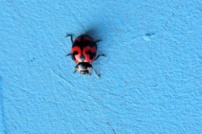 In this example, we vertically flip a BMP photo of a ladybug crawling on a blue surface. Before the flip, the ladybug was moving upward, but now it's moving downward. As a vertical flip changes only the top and bottom, the left and right sides of the bitmap remain unchanged. (Source: Pexels.)