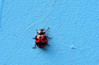 In this example, we vertically flip a BMP photo of a ladybug crawling on a blue surface. Before the flip, the ladybug was moving upward, but now it's moving downward. As a vertical flip changes only the top and bottom, the left and right sides of the bitmap remain unchanged. (Source: Pexels.)