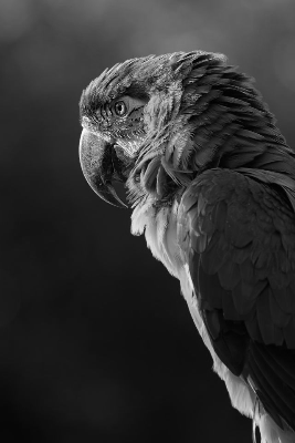 In this example, we turn a colorful macaw parrot portrait into a cinematic grayscale bitmap using the HDTV brightness formula. The BT.709 weights create a rich documentary-film look with deep shadows, clean highlights, and excellent detail separation. Even without the blue and yellow feather colors, the bird's eye, curved beak, and tiny feather layers remain sharp and expressive. (Source: Pexels.)