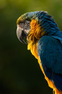 In this example, we turn a colorful macaw parrot portrait into a cinematic grayscale bitmap using the HDTV brightness formula. The BT.709 weights create a rich documentary-film look with deep shadows, clean highlights, and excellent detail separation. Even without the blue and yellow feather colors, the bird's eye, curved beak, and tiny feather layers remain sharp and expressive. (Source: Pexels.)