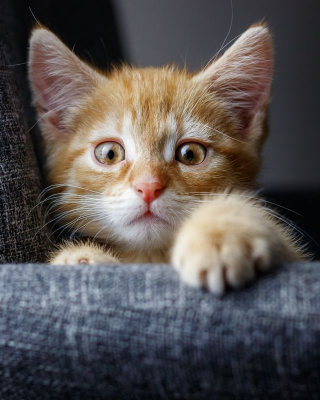 In this example, we convert a BMP photo of an orange kitten to lowercase hex bytes in BGR order. Standard 24-bit BMP files commonly store blue before green and red, so this order follows the usual BMP channel layout. Each pixel is grouped in square brackets, with commas between channels and semicolons between pixels. (Source: Pexels.)