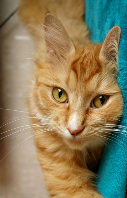 In this example, we rotate a BMP photo of an orange tabby cat by a right angle. We enter 90 degrees, which turns the image counterclockwise by one quarter-turn. The cat, previously lying horizontally across a turquoise blanket, is now oriented vertically down the frame. (Source: Pexels.)