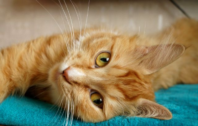In this example, we rotate a BMP photo of an orange tabby cat by a right angle. We enter 90 degrees, which turns the image counterclockwise by one quarter-turn. The cat, previously lying horizontally across a turquoise blanket, is now oriented vertically down the frame. (Source: Pexels.)