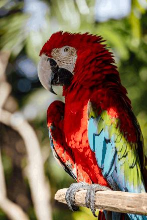 In this example, we convert a full-color bitmap into an 8-bit indexed BMP. The bitmap stores up to 256 colors in a palette, and each pixel contains a one-byte index that points to one of those palette colors. This smaller color range keeps the bird recognizable but simplifies some details. For example, if you look closely at the blue feathers, several areas are filled with a single solid blue color instead of preserving their original texture. (Source: Pexels.)