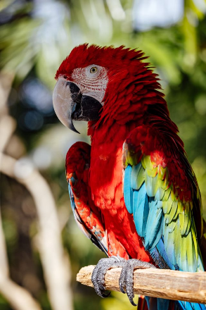 In this example, we convert a full-color bitmap into an 8-bit indexed BMP. The bitmap stores up to 256 colors in a palette, and each pixel contains a one-byte index that points to one of those palette colors. This smaller color range keeps the bird recognizable but simplifies some details. For example, if you look closely at the blue feathers, several areas are filled with a single solid blue color instead of preserving their original texture. (Source: Pexels.)