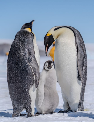 In this example, we blur the face of a penguin chick in a family photo of emperor penguins. We use a light blur radius of 10, which hides the main facial details while keeping the snowy scene natural. For easier placement, we choose an oval blur area and position it directly over the chick's head. (Source: Pexels.)