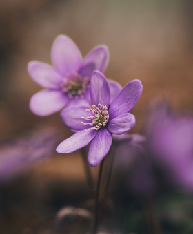 In this example, we remove a dark semi-transparent margin from a BMP photo of purple anemone flowers. The margin is located inside the image and is overlaid directly on top of its pixels, so the flower photograph remains faintly visible through it. Its width is uneven: the left and right sections are 20 pixels wide, while the top and bottom sections are 40 pixels wide. We use the rectangular shape to cut off the overlaid edge areas and keep the clear inner part of the BMP. (Source: Pexels.)