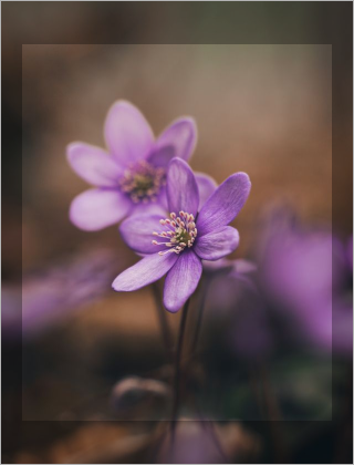 In this example, we remove a dark semi-transparent margin from a BMP photo of purple anemone flowers. The margin is located inside the image and is overlaid directly on top of its pixels, so the flower photograph remains faintly visible through it. Its width is uneven: the left and right sections are 20 pixels wide, while the top and bottom sections are 40 pixels wide. We use the rectangular shape to cut off the overlaid edge areas and keep the clear inner part of the BMP. (Source: Pexels.)