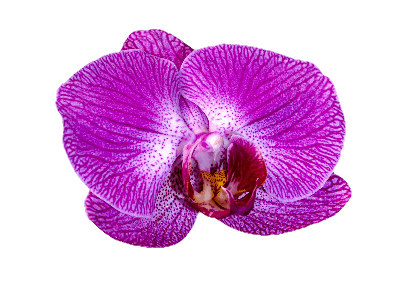 In this example, we remove a dark, uniform background from a BMP photo of a purple orchid. The flower also has small black speckles around its center, so removing every black pixel would damage the natural pattern of the orchid. We enable the border-area option, which clears only the black pixels connected to the outside of the image. We also use a 2-pixel edge size to soften the cutout, making the orchid easier to place on another background. (Source: Vecteezy.com.)