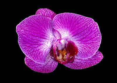 In this example, we remove a dark, uniform background from a BMP photo of a purple orchid. The flower also has small black speckles around its center, so removing every black pixel would damage the natural pattern of the orchid. We enable the border-area option, which clears only the black pixels connected to the outside of the image. We also use a 2-pixel edge size to soften the cutout, making the orchid easier to place on another background. (Source: Vecteezy.com.)