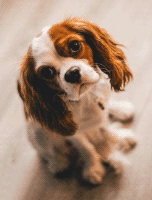In this example, we use our resizing program to reduce the size of a BMP picture. The original bitmap size is 250px by 330px and the resized one is 152px by 200px. To prevent the picture of the doggo from shrinking (or stretching) disproportionately in the output, we enable the "Lock Aspect Ratio" option. This option makes sure if one of the sizes shrinks (or stretches) the other does exactly the same.