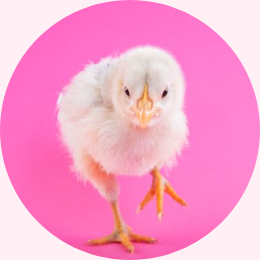 In this example, we create a round avatar from a BMP photo of a yellow chick. We position a 260×260 px crop over the chick and select the circular crop mode. Because the width and height are equal, the output shape is a perfect circle rather than an oval. Finally, we fill the four corner areas outside the circle with a soft lavender-blush color. (Source: Pexels.)
