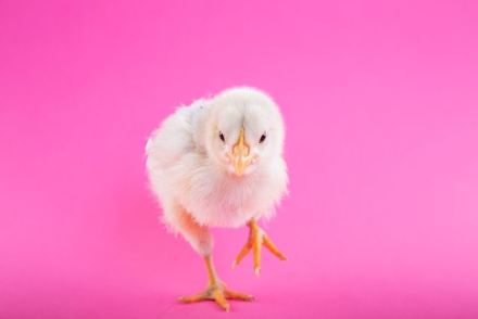 In this example, we create a round avatar from a BMP photo of a yellow chick. We position a 260×260 px crop over the chick and select the circular crop mode. Because the width and height are equal, the output shape is a perfect circle rather than an oval. Finally, we fill the four corner areas outside the circle with a soft lavender-blush color. (Source: Pexels.)